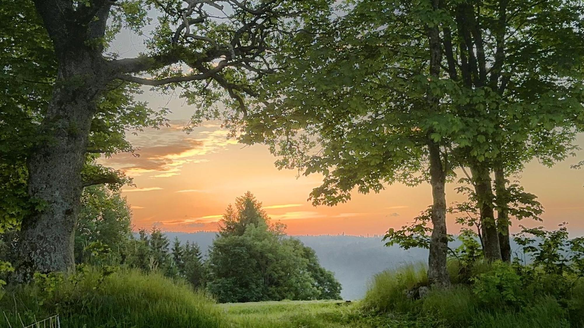 Haus Schlageter Apartment Dachsberg im Schwarzwald ภายนอก รูปภาพ