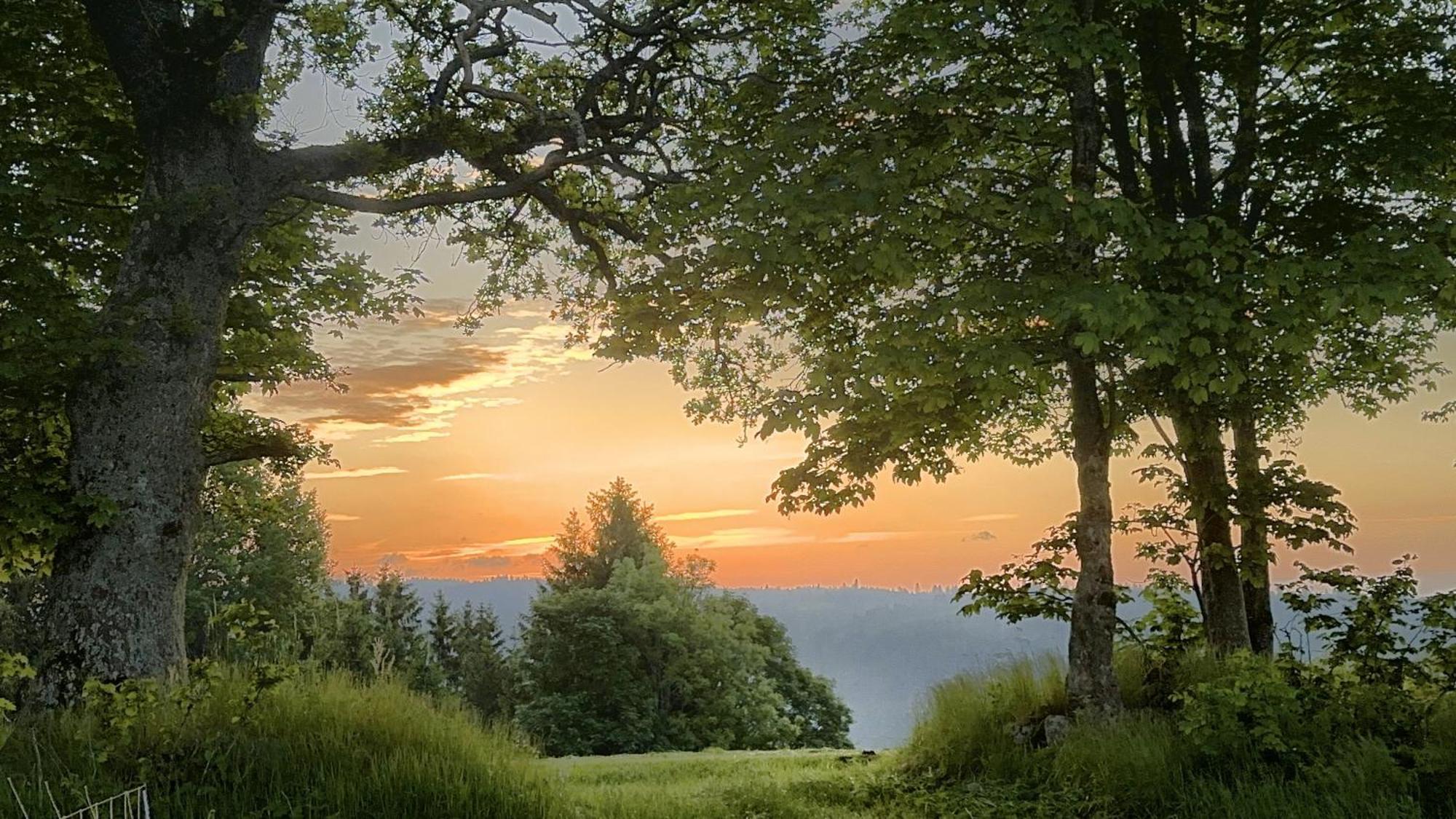 Haus Schlageter Apartment Dachsberg im Schwarzwald ภายนอก รูปภาพ